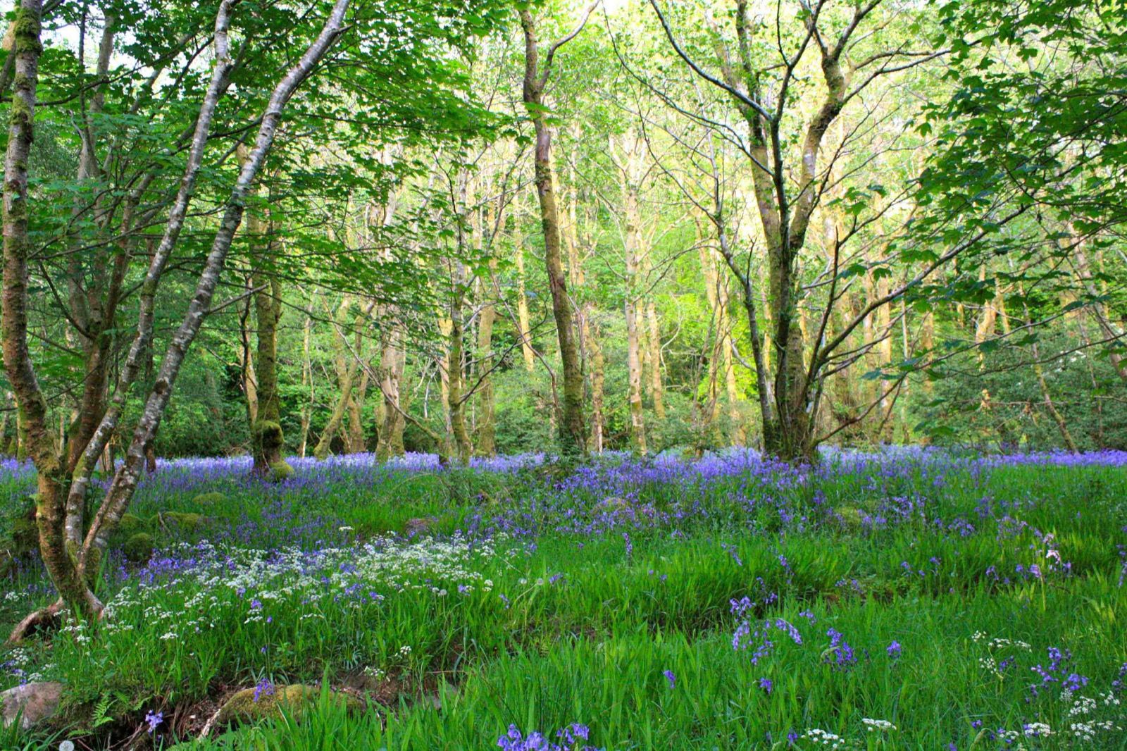 Interior and Exterior Tour Button